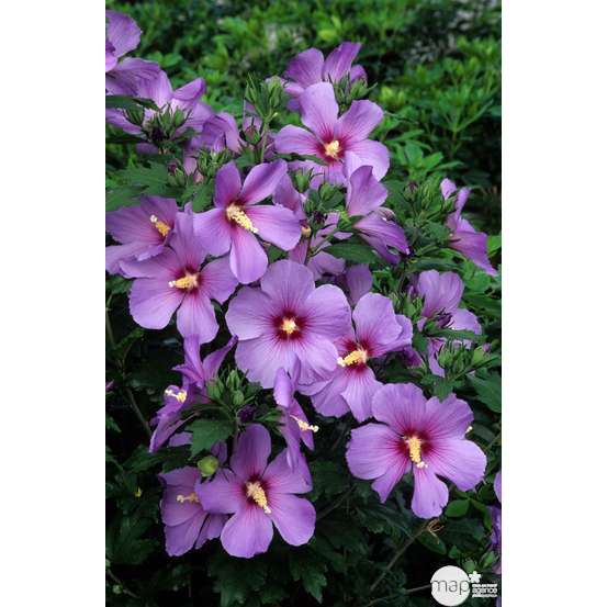 Hibiscus syriacus : ctr 15 litres