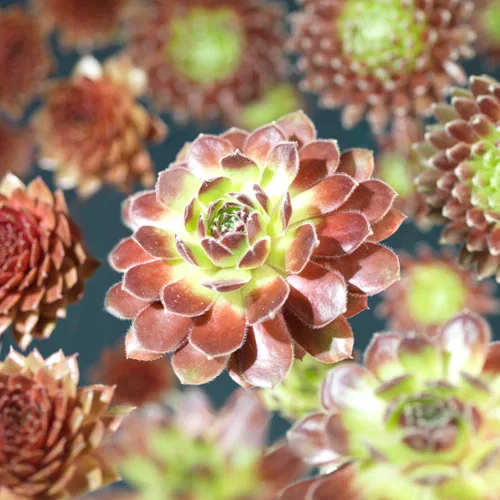 Sempervivum mix Sempervivum, miks 6 pk