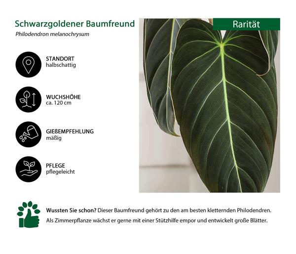 Schwarzgoldener Baumfreund - Philodendron