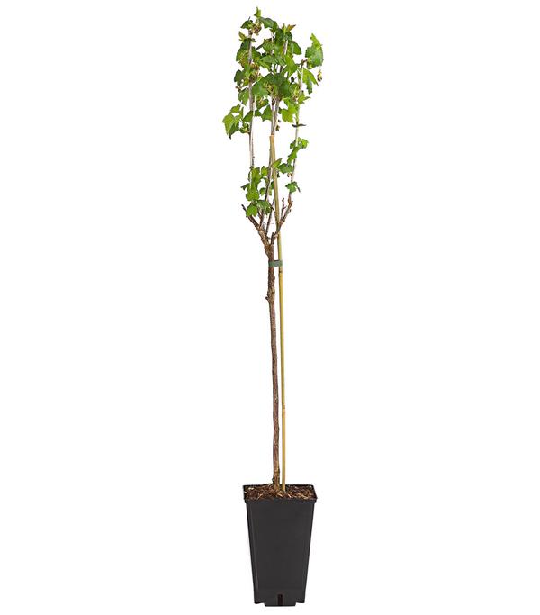Johannisbeere 'Schwarze Perle'