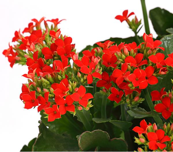 Freiland-Kalanchoe, verschiedene Farben