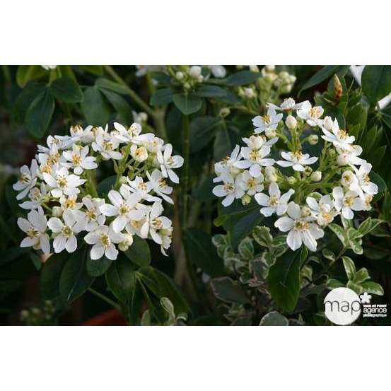 Choisya ternata H.30/40 cm : pot 3 litres
