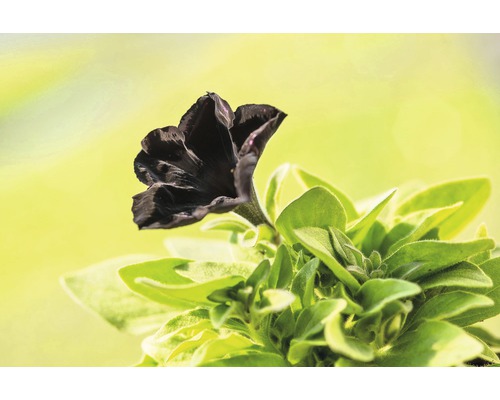 Zwarte Petunia FloraSelf Petunia 'Black Ray' Ø 12 cm pot
