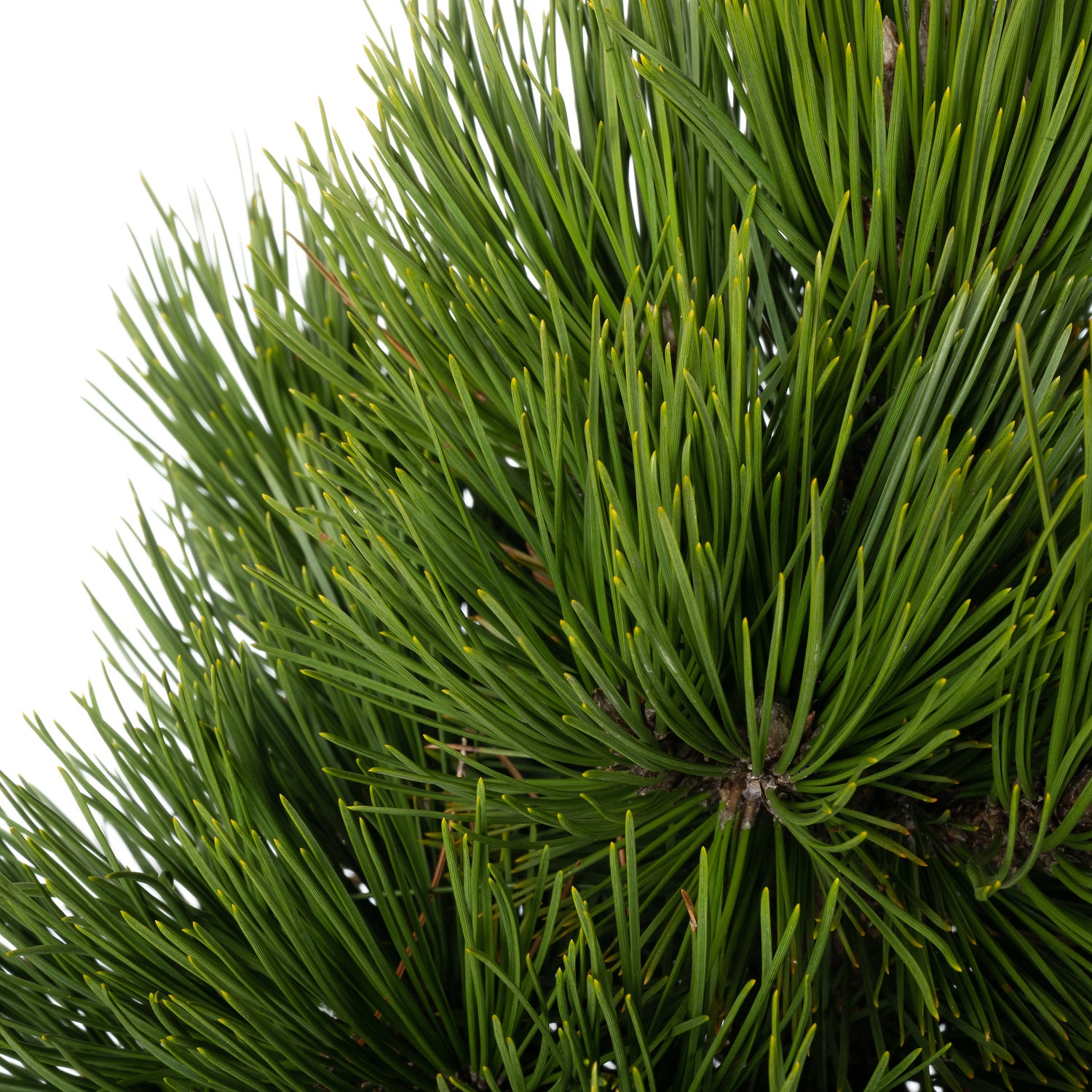 Bosnische Den (Pinus heldreichii 'Malinki') D 26 H 40 cm