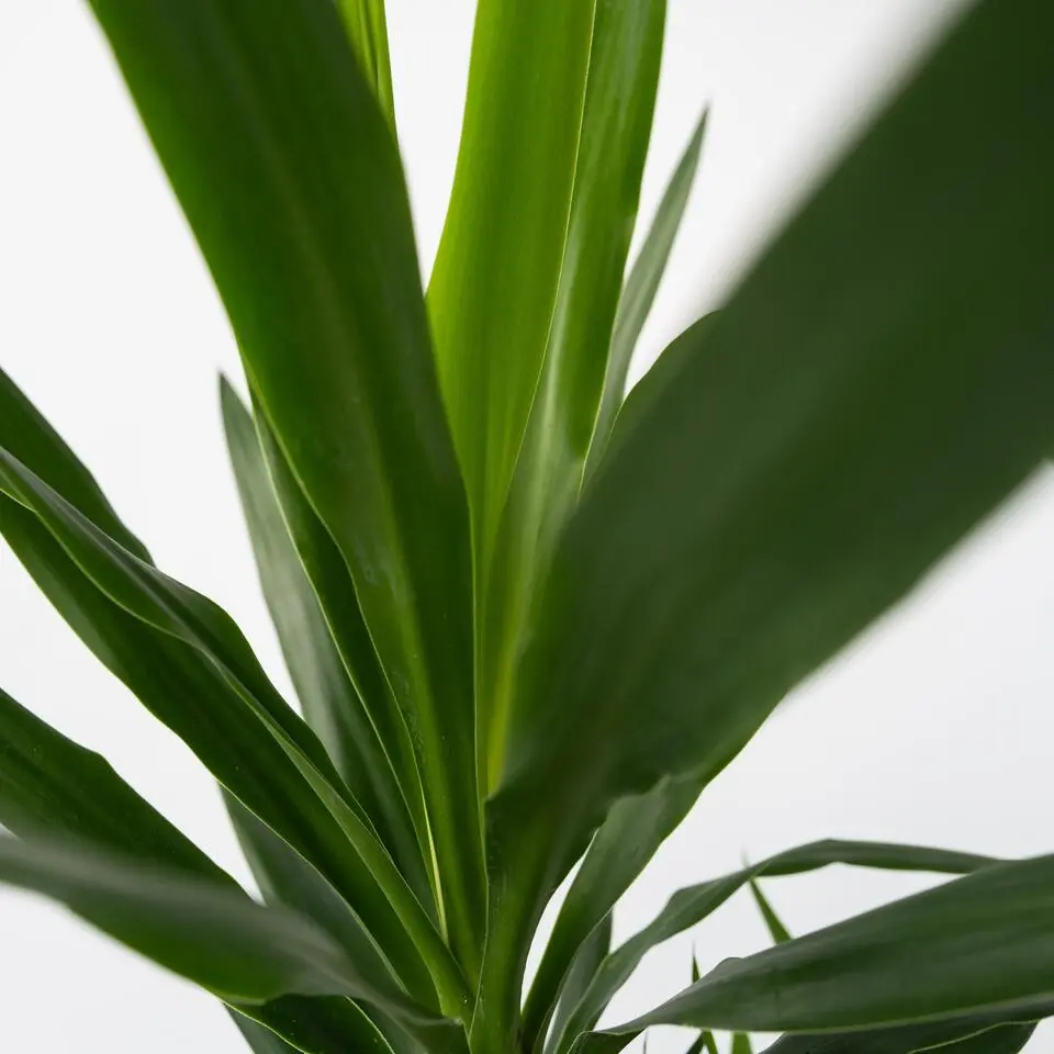 Palmlelie - Yucca elephantipes - Hoogte 70-80cm - ⌀21cm