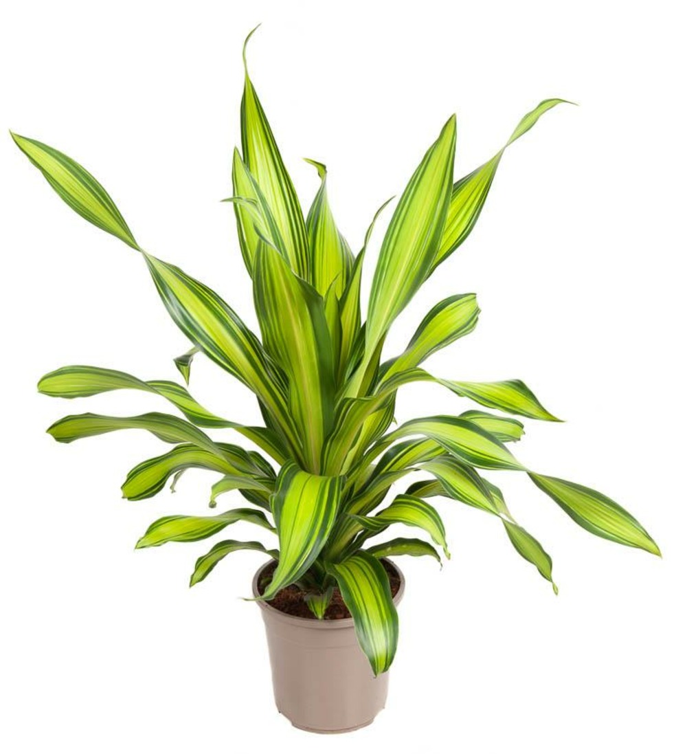 Plante d'intérieur - dracaena 'charley' 90.0cm