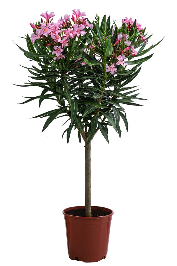 Oleander, Stämmchen, verschiedene Farben