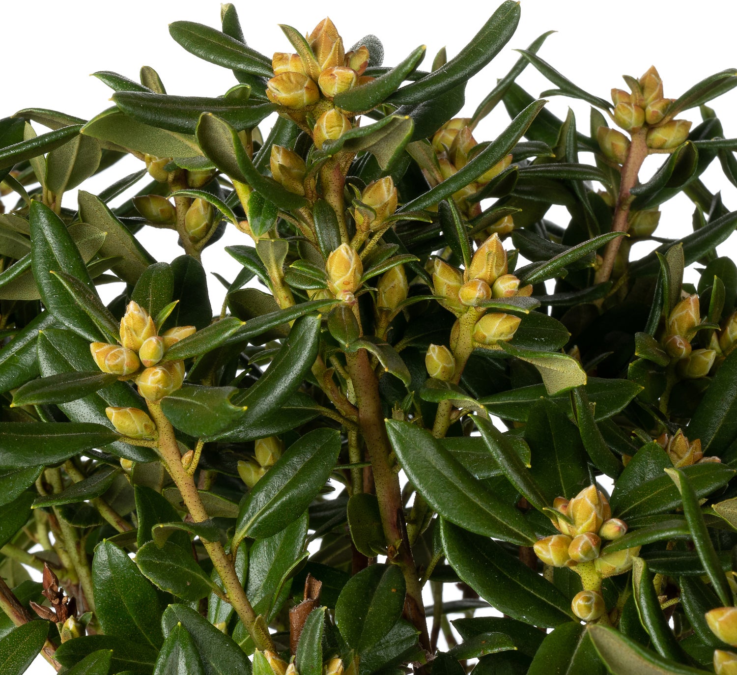 Rhododendron (Rhododendron 'Pintail') D 17 H 20 cm
