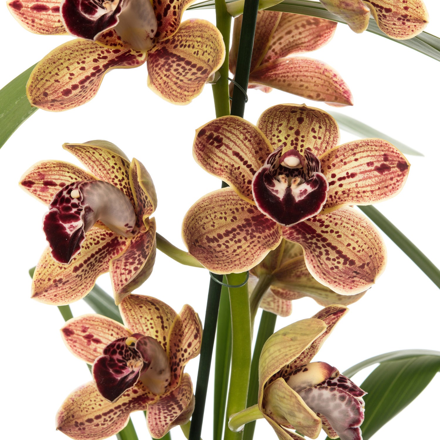 Aardorchidee (Cymbidium bruin 3-4 tak) D 14 H 80 cm