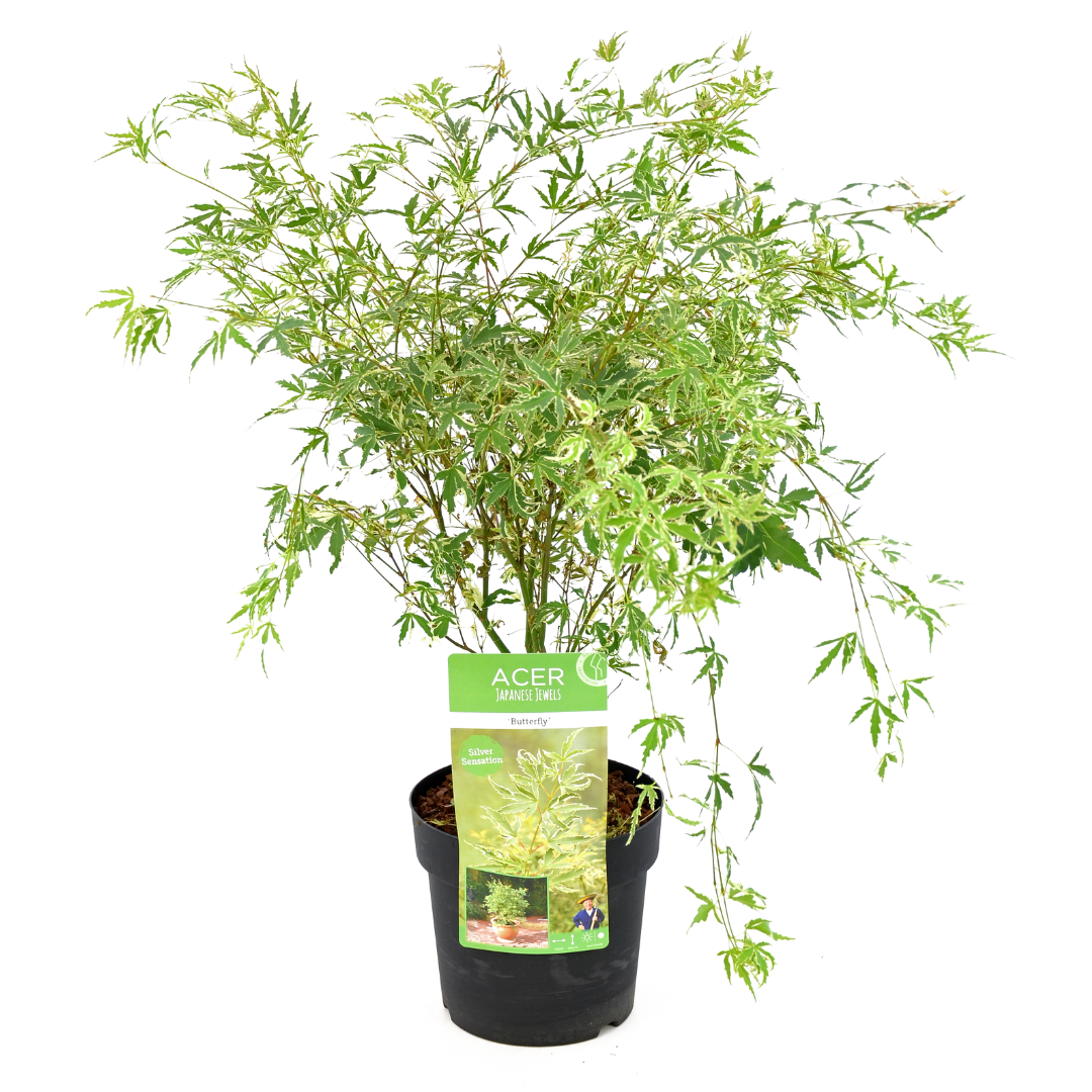 Acer palmatum 'butterfly' - erable japonais - pot 19cm - hauteur 50-60cm