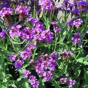 Ijzerhard (Verbena rigida) D 9 H 10 cm