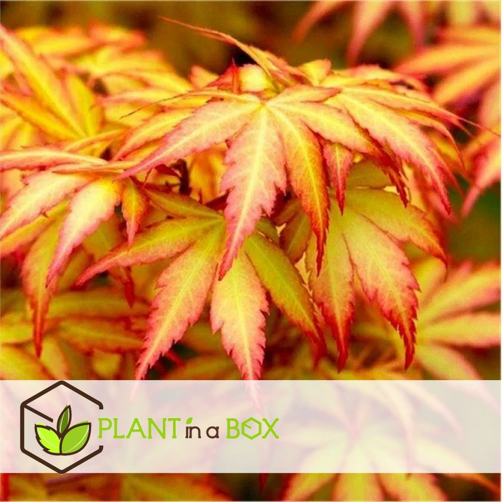 Acer 'orange dream' - érable du japon - pot 19cm - hauteur 60-70cm