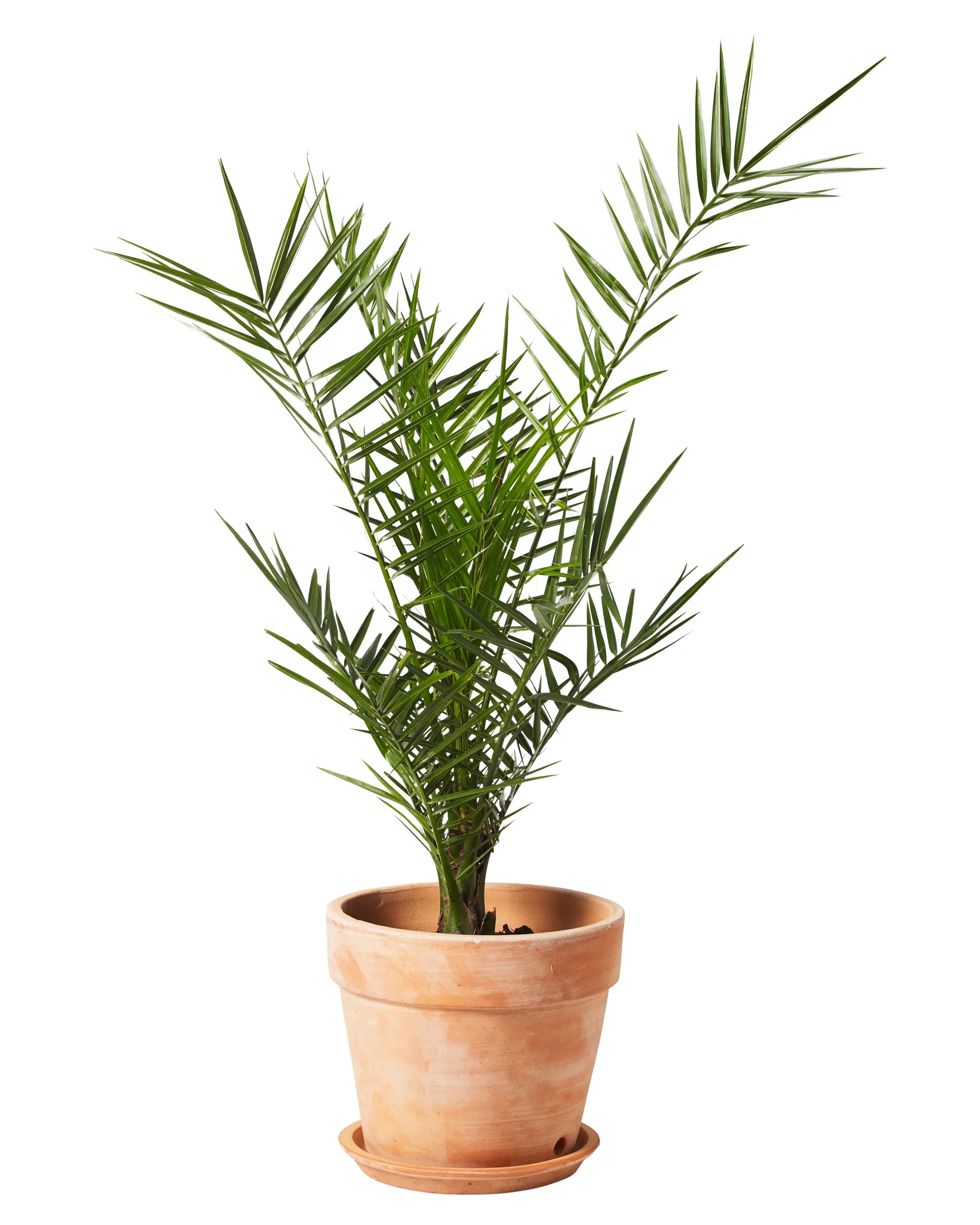 Phoenix canariensis Kanaripalme Ø19 cm