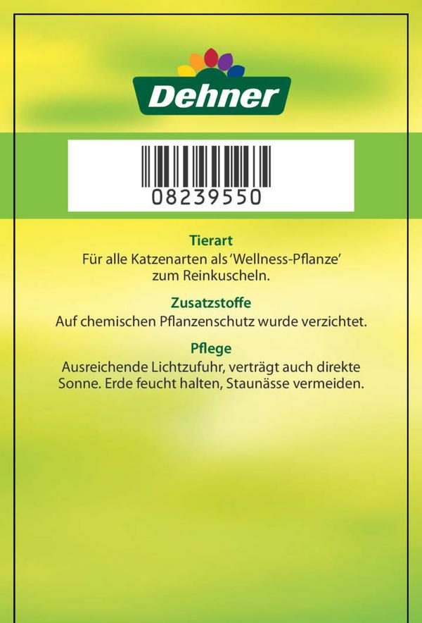 Dehner Lieblinge Katzenminze - Nepeta cataria