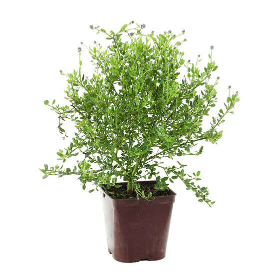 Ceanothus thyrsiflorus ' Skylark ':3L