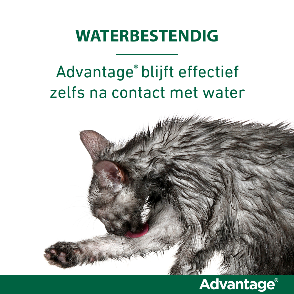 Advantage Kat