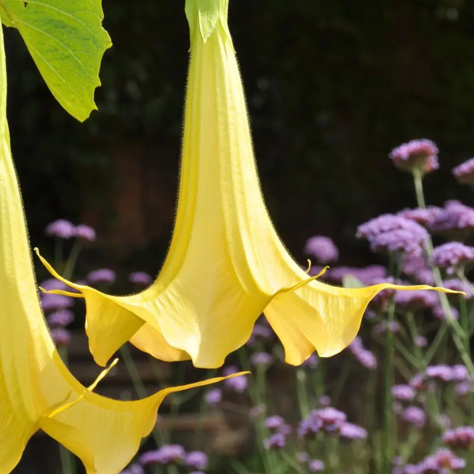 Engelentrompet - Set van 6 - Brugmansia - Hoogte 25-40cm - ⌀9cm