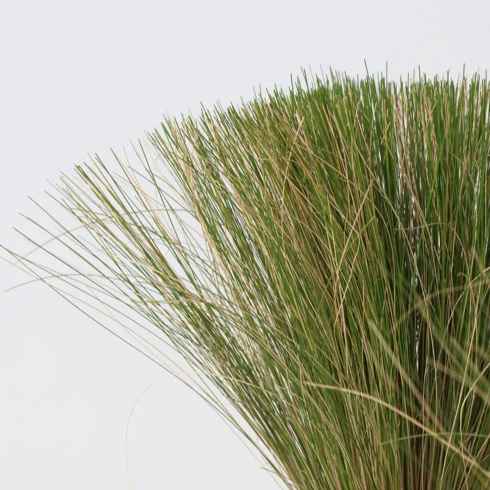 Vedergras - Set van 9 - Stipa tenuifolia 'Pony Tails' - Hoogte 20-30cm - ⌀9cm