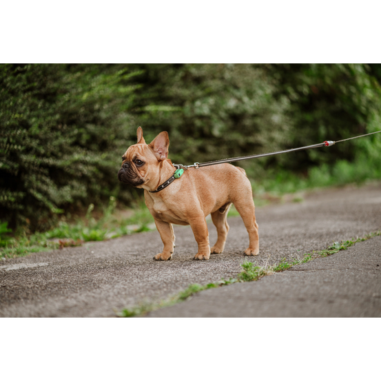 Répulsif rechargeable à ultrasons pour chien Tickless Mini Dog vert