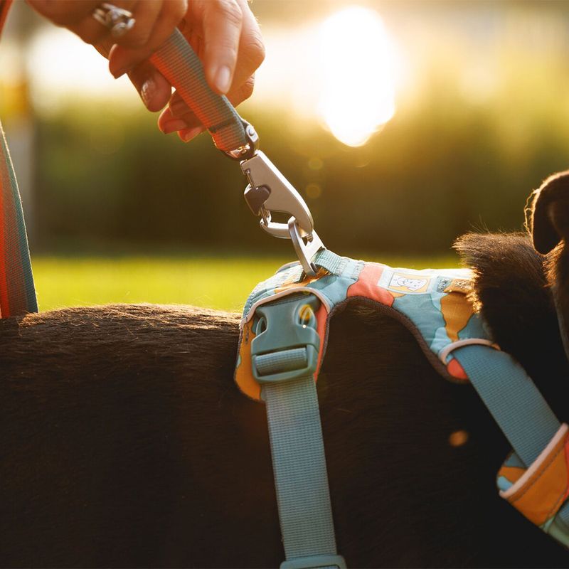 Harnais Ruffwear Front Range Spring Moutains