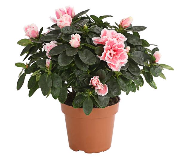 Zimmerazalee - Rhododendron simsii, zweifarbig