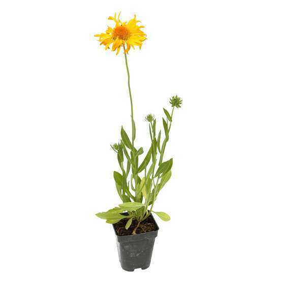 Gaillarde Chloé : godet vert