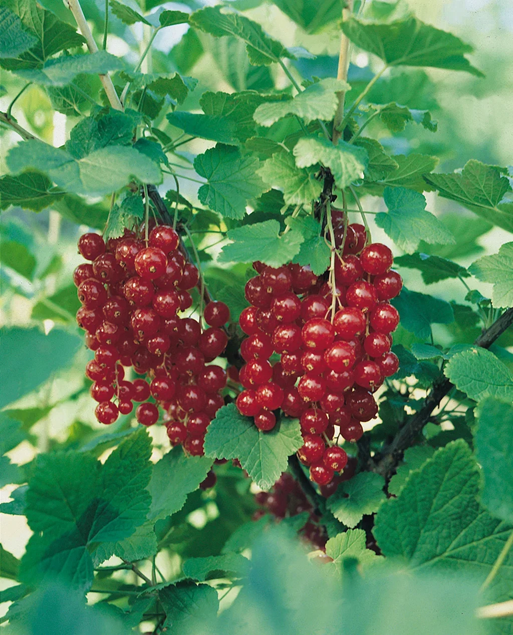 Ribes rubrum 'Jonkheer van Tets' 4,5L Rips Rød 'Jonkheer van Tets' Ø22 cm