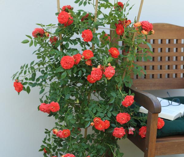 Zwerg-Kletterrose 'Starlet® Carmen®'