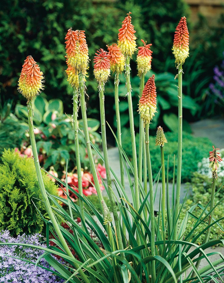 Vuurpijl (Kniphofia uvaria) D 11 H 100 cm