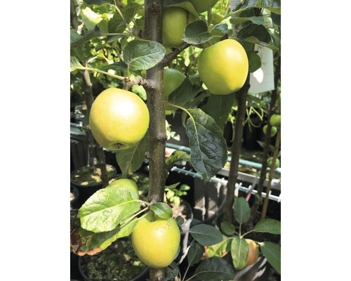 Biologische zuilvormige appel FloraSelf Bio Malus domestica 'Golden Gate' H 130-150 cm Co 7.5 L