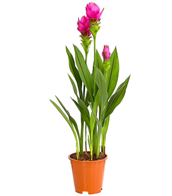 Indische Safranwurz - Curcuma alismatifolia