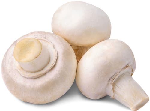 Champignons Weiß, XXL-Schale