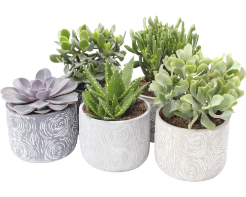 Succulentenmix FloraSelf H ca. 30 cm Ø 14 cm incl. keramische pot Toledo, willekeurige selectie van soorten
