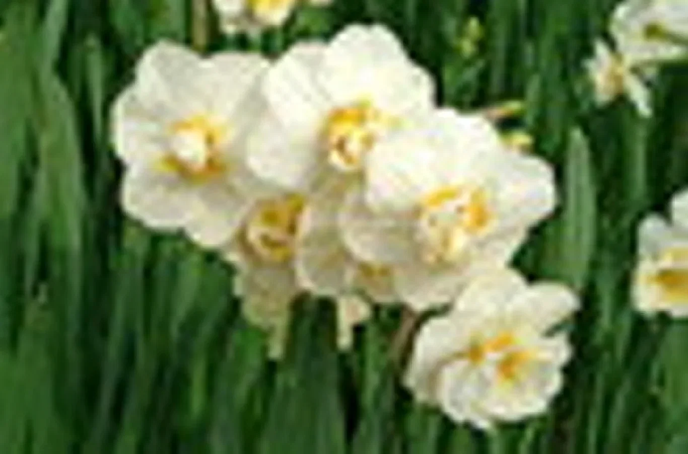 Narcissus x medioluteus 'Cheerfulness' Narsiss 'Cheerfulness'