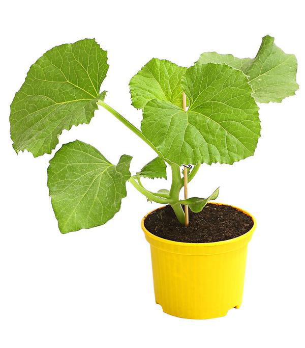 Zuckermelone 'Galia'