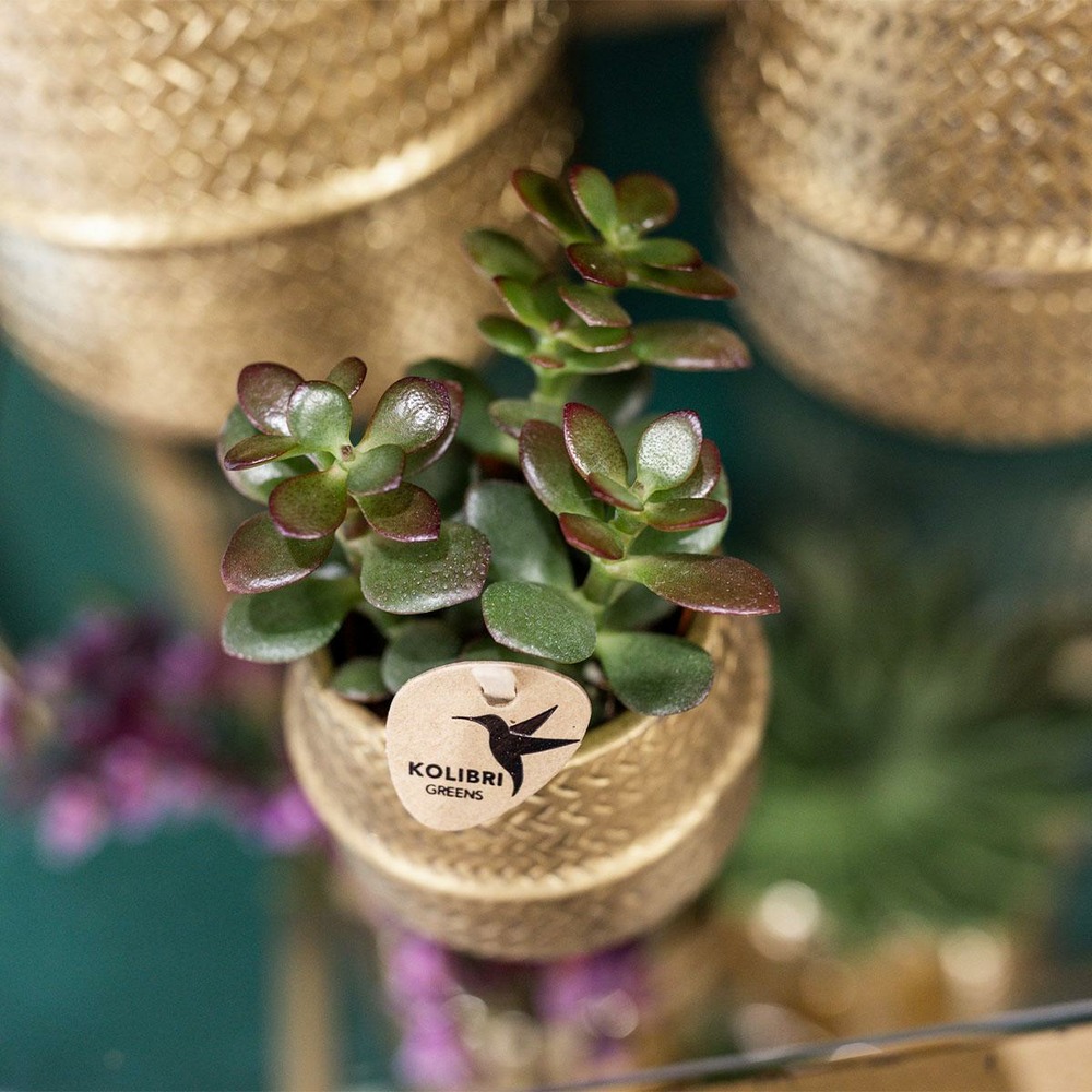 Coffret cadeau succulente et ses caches-pots dorés - lot de 2, h20cm
