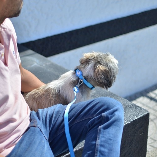 Guia de nylon azul claro para cães
