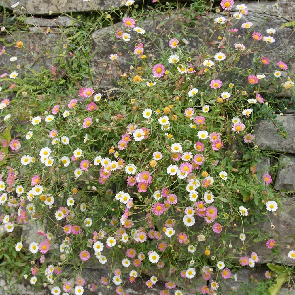 Erigeron karvinskianus Bakkestjerne Ø11 cm