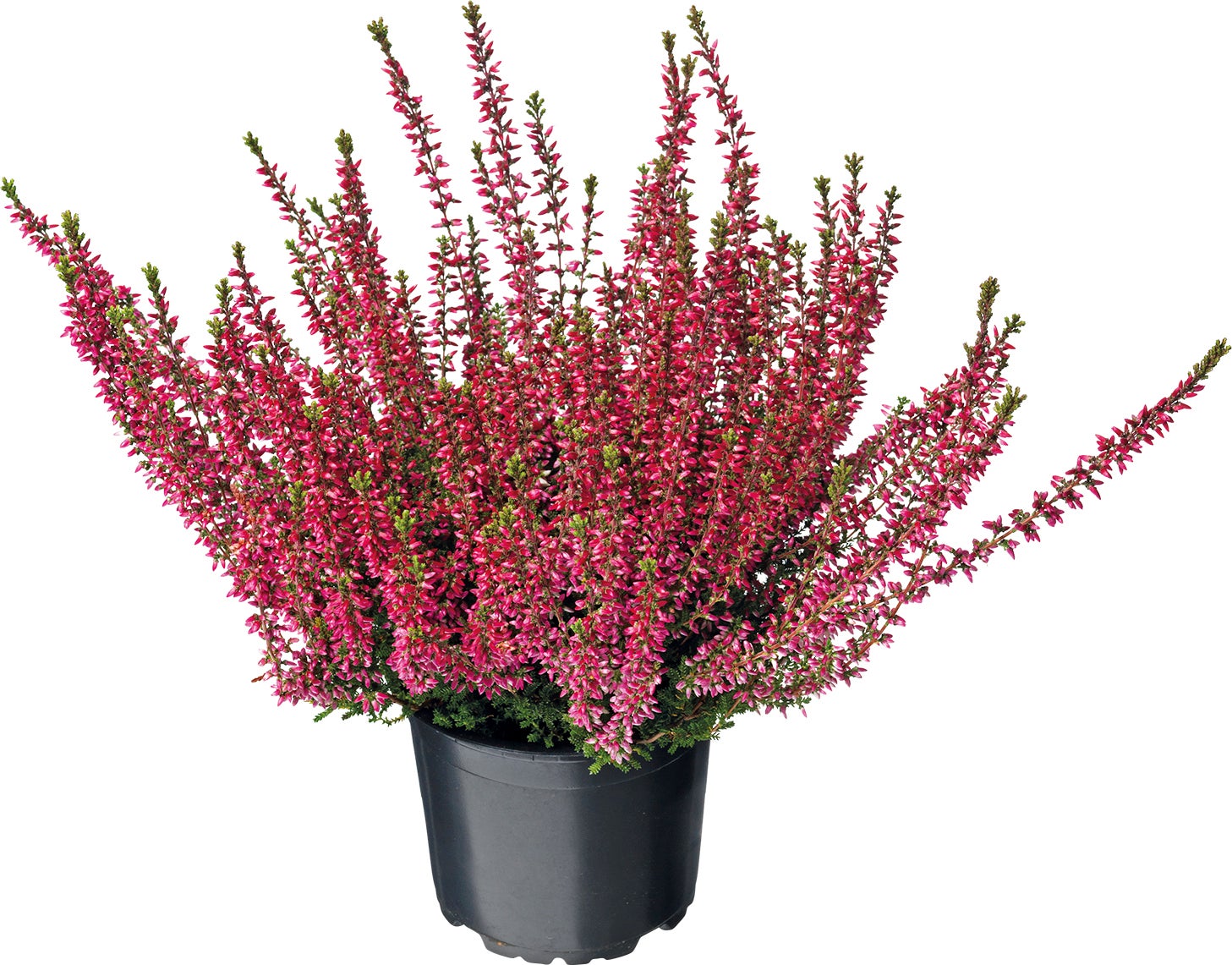 Winterheide (Erica darleyensis 'Kramer's Rote' ) D 12 H 20 cm