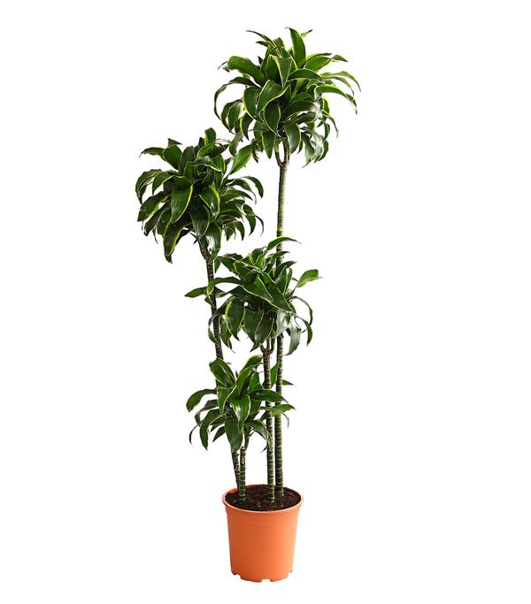 Drachenbaum - Dracaena deremensis 'Dorado'