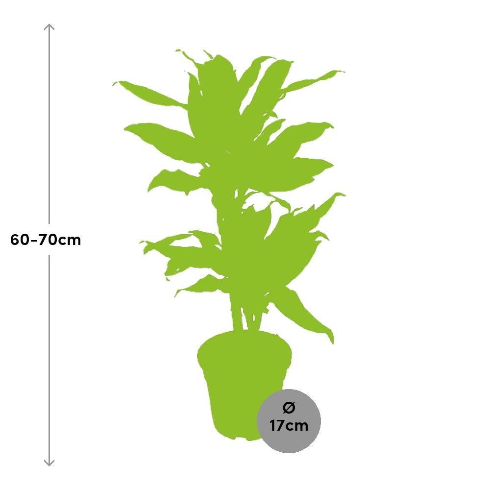 Plante d'intérieur - dracaena 'golden coast' 70.0cm