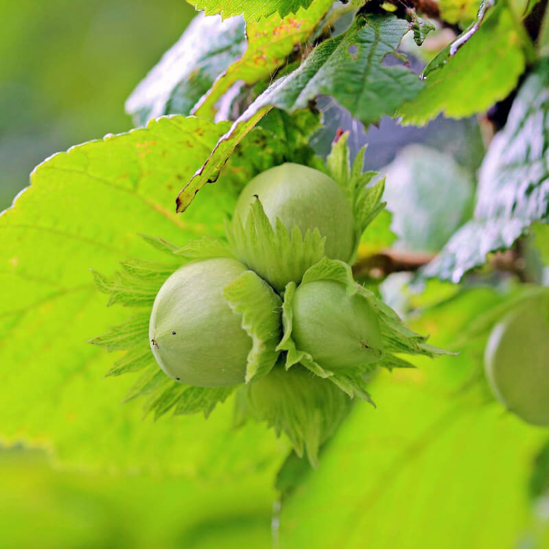 Noisetier commun ou coudrier (corylus avellana) - godet - taille 20/40cm