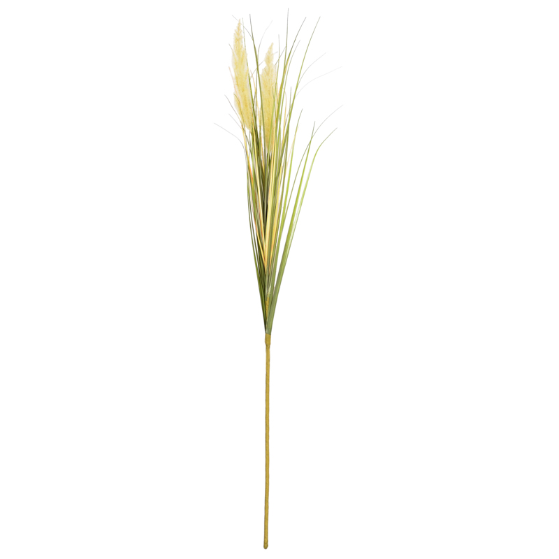 Herbe de la pampa