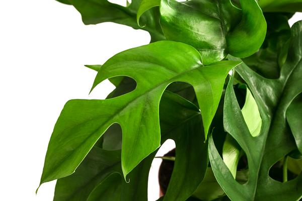 Fensterblatt - Monstera minima/Rhaphidophora
