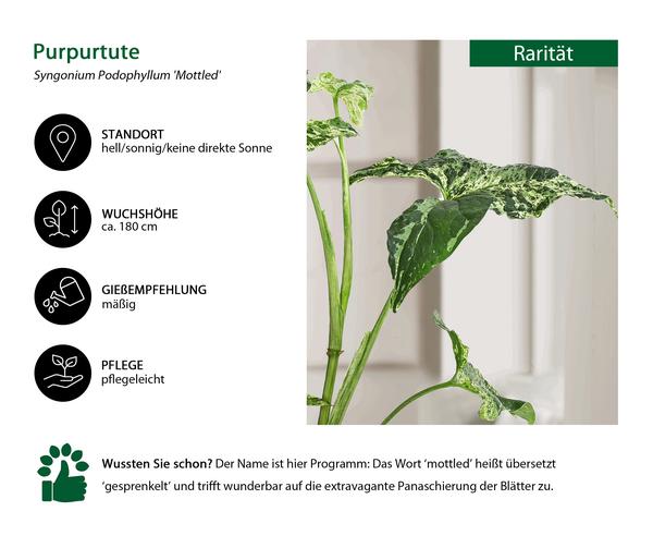 Purpurtute - Syngonium Podophyllum 'Mottled'
