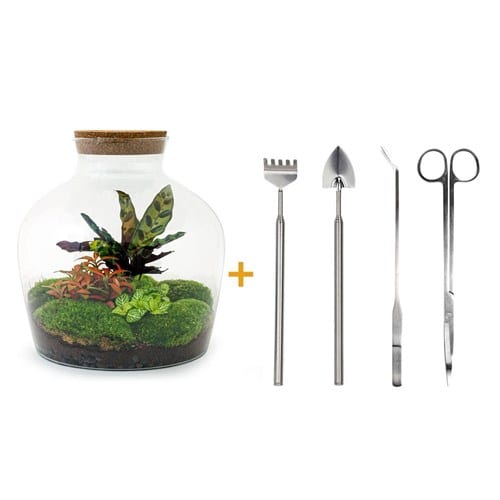 Kit terrarium diy - joy