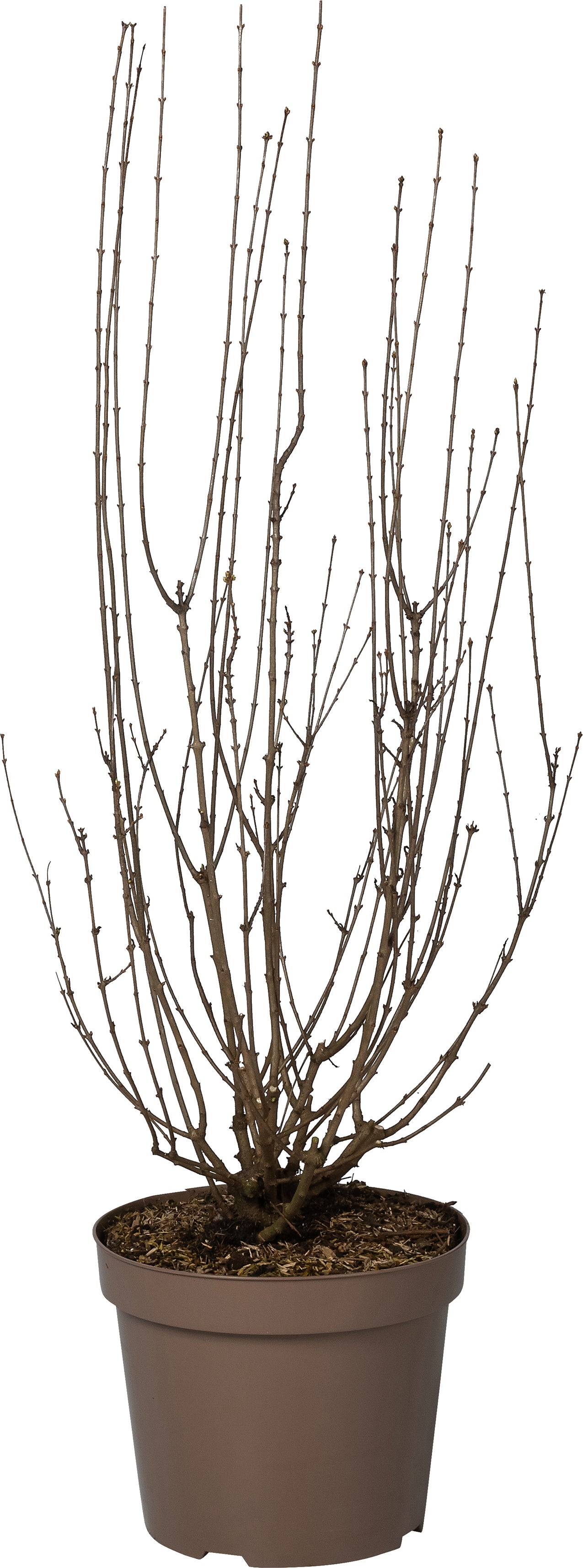 Dwergsering (Syringa persica 'Alba') D 32 H 90 cm