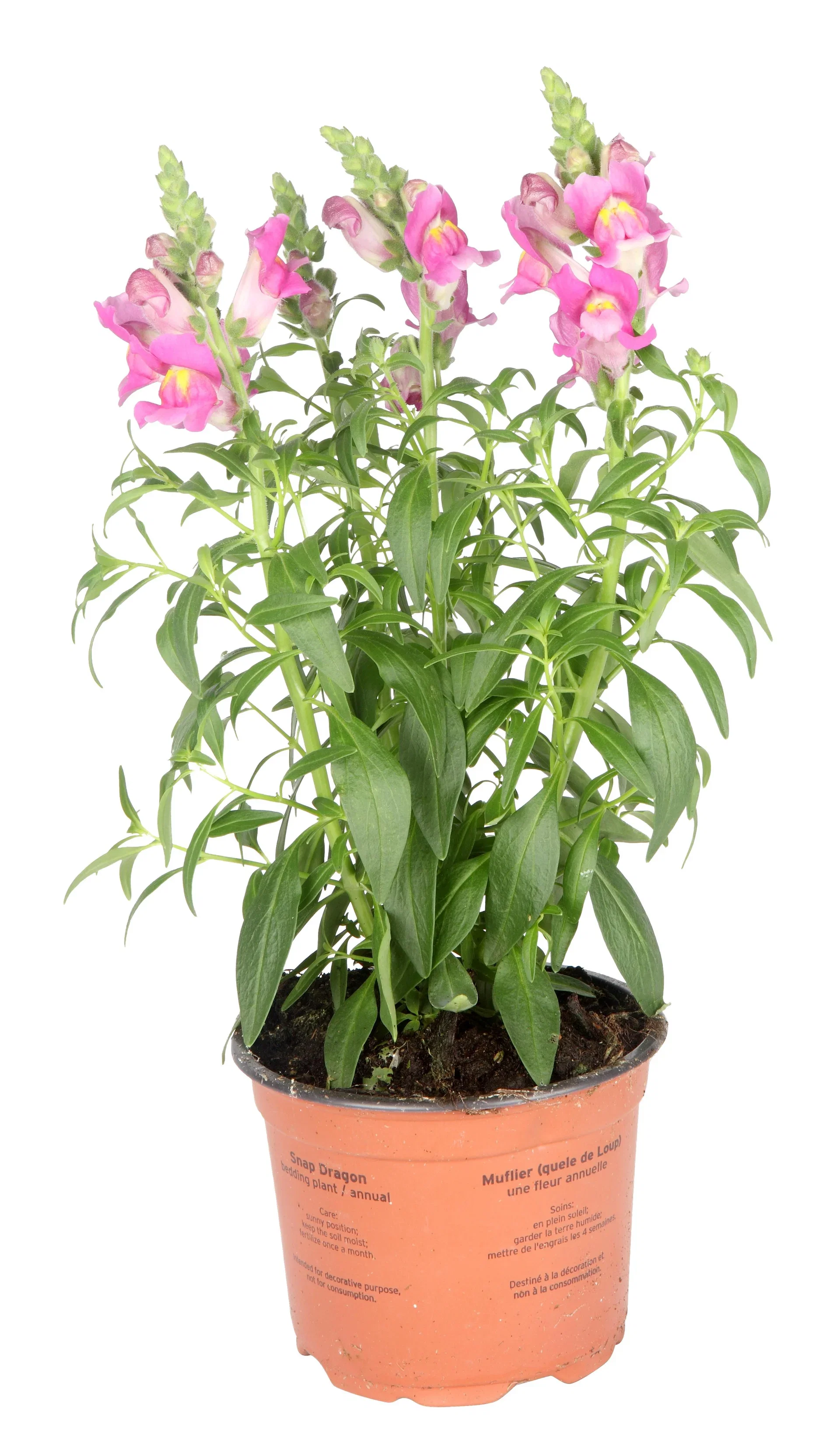 Antirrhinum 12 cm Løvemunn Ø12 cm