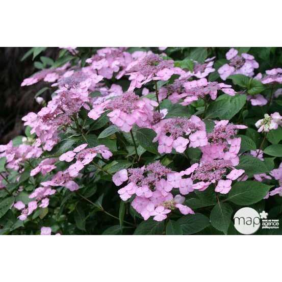 Hydrangea 'Klaveren', ctr 3 L
