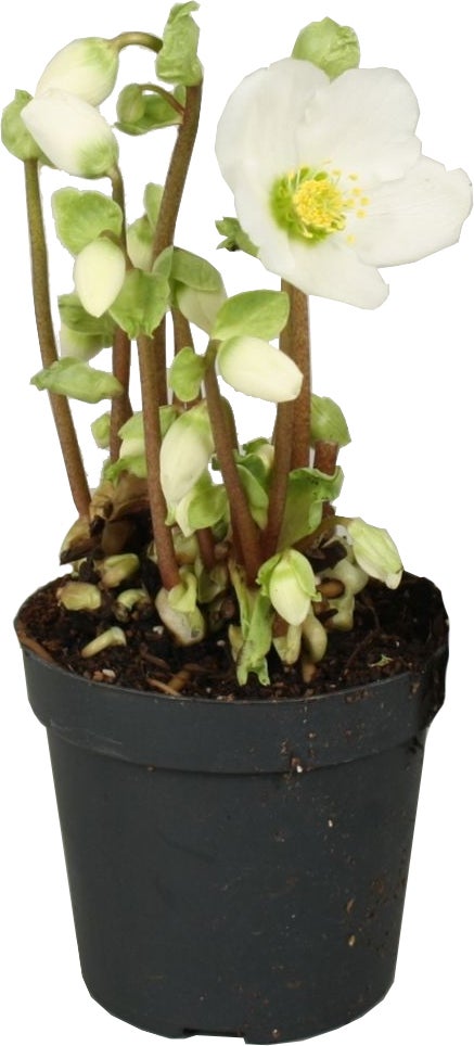 Kerstroos (Helleborus niger 'Verboom Beauty') D 10,5 H 15 cm